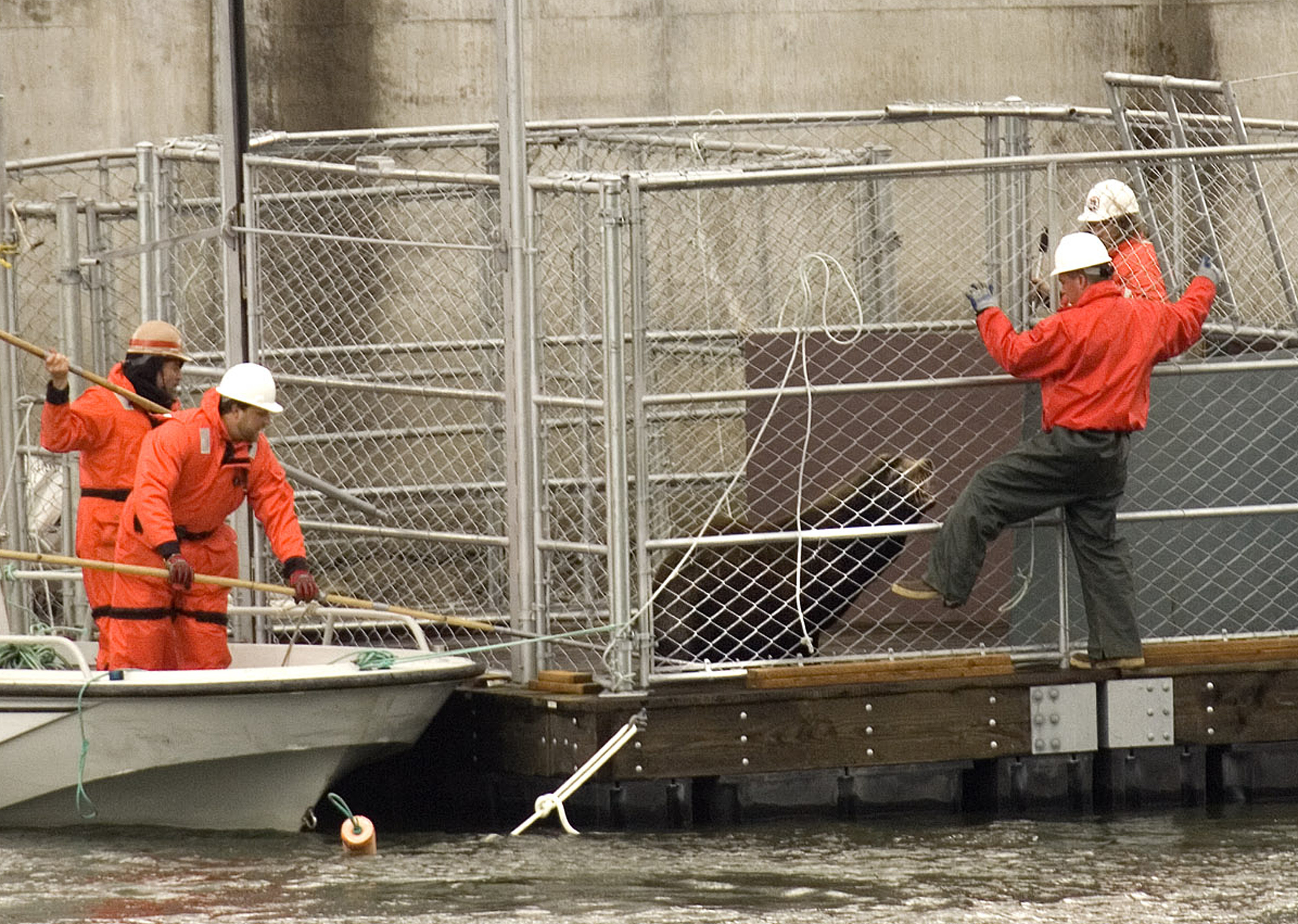 Congress OKs bill to allow killing sea lions to help salmon