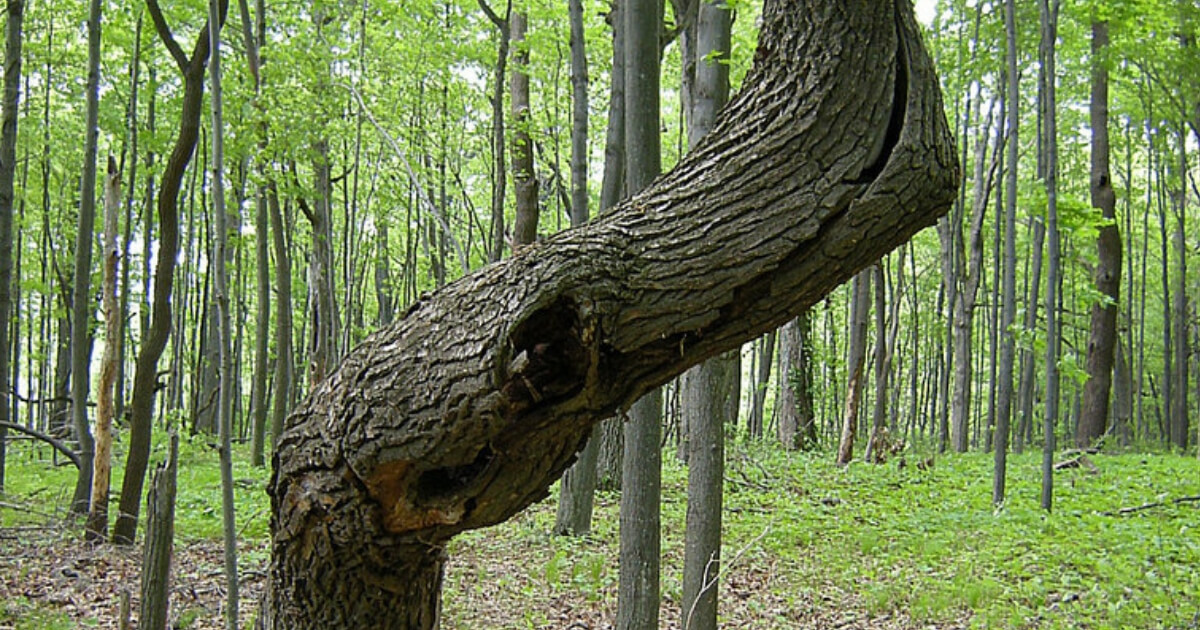 Bent Tree in Woods