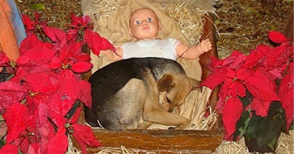 doggy_in_the_manger