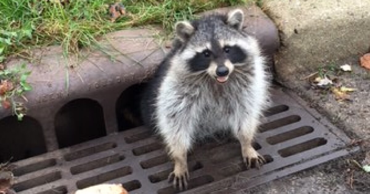 Raccoon with a Little Extra Weight Looks Mortified After Sewer Grate