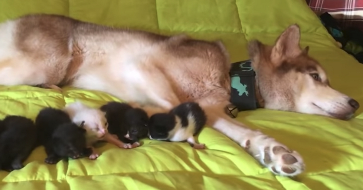 A service dog lies on a bed with the kittens she helped save.