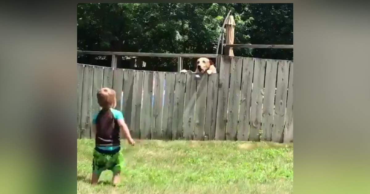 Boy and Dog Play Fetch over fence