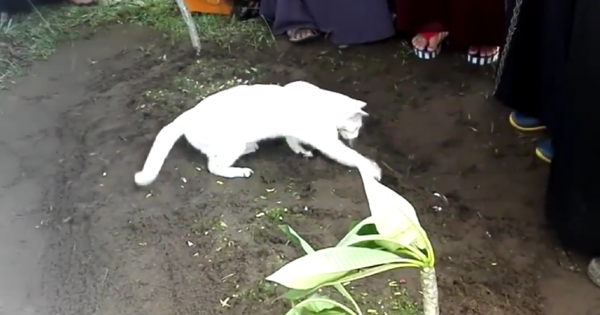 A white cat digs at the grave of a Malaysian man.