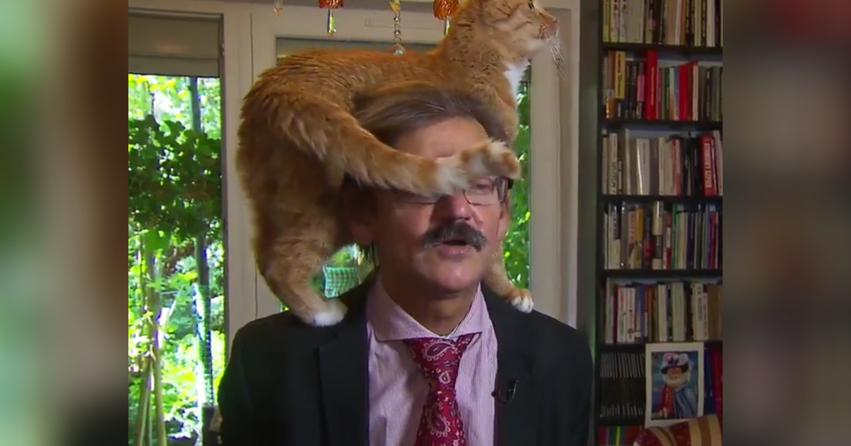 A Polish historian's cat jumped onto his shoulder mid-interview while the owner seemed unphased.