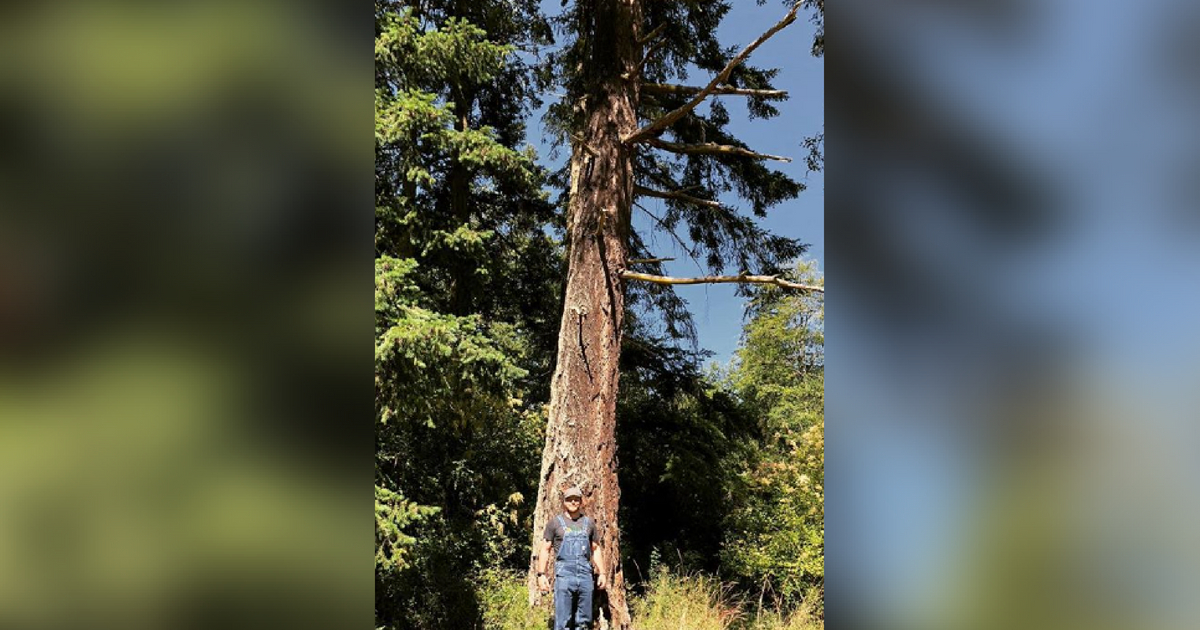 Chris Pratt has cut down a giant fir tree and has carved it into a table.