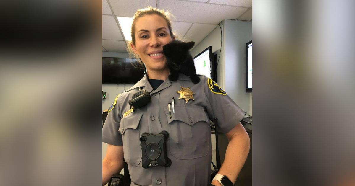 A tiny black kitten is perched on the shoulder of a sheriff's deputy.