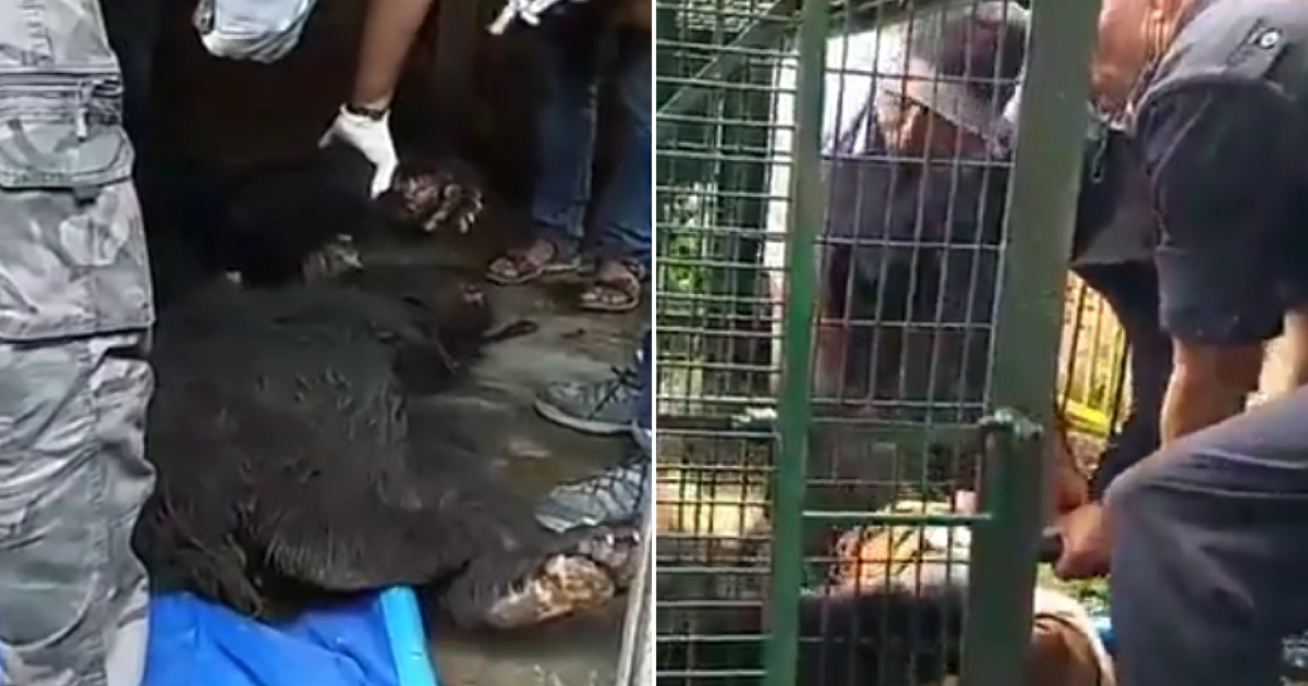 A poorly treated dancing bear was finally rescued in Nepal.