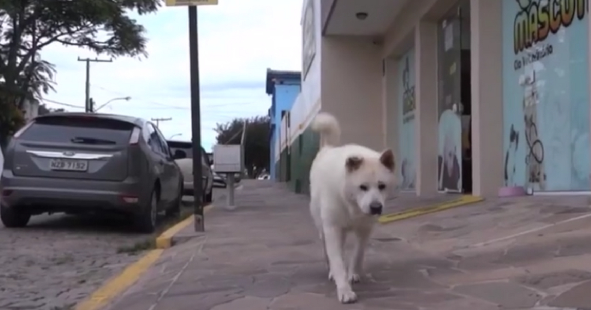 Dog walks the streets