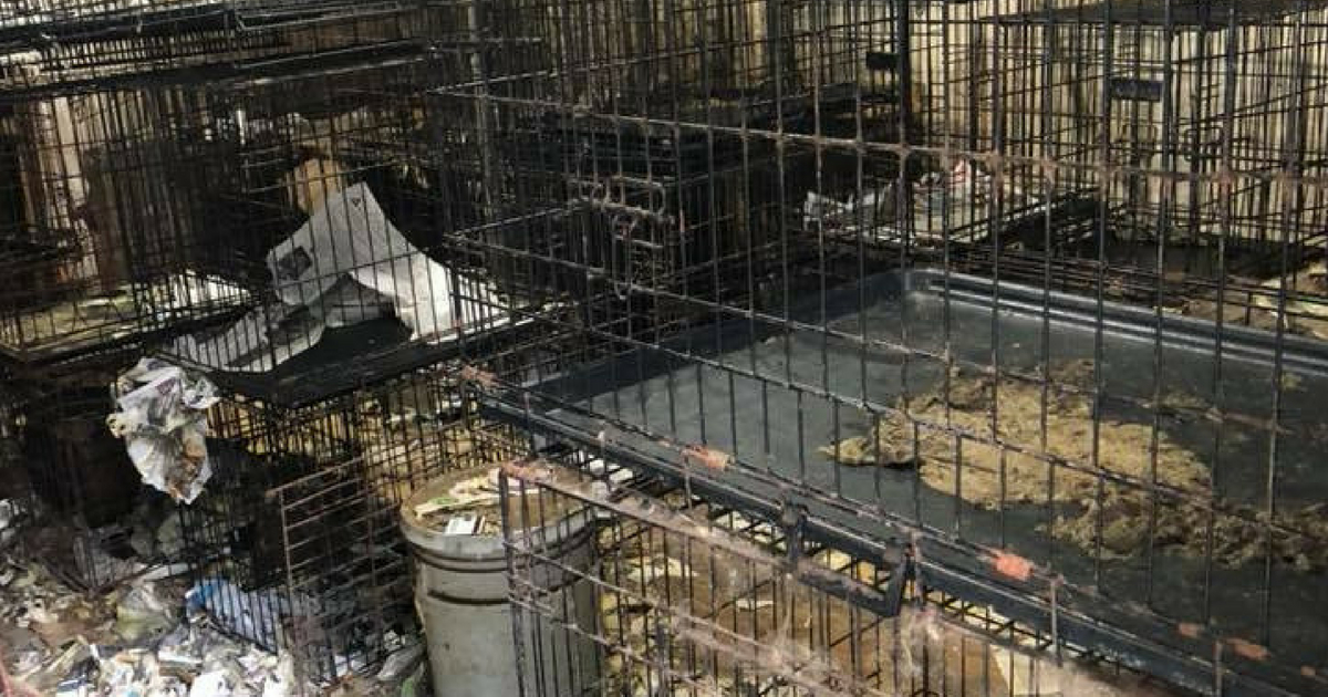 83 dogs were rescued from a puppy mill.