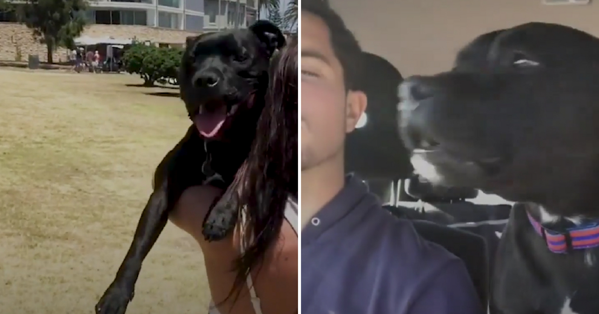 Dog Sounds Like Seal