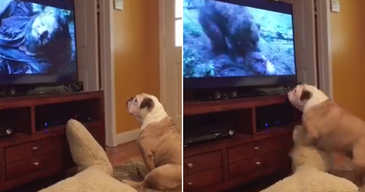 An English bulldog named Khaleesi displays her loyalty as she fiercely barks at Leonardo DiCaprio getting attacked by a bear in The Revenant.