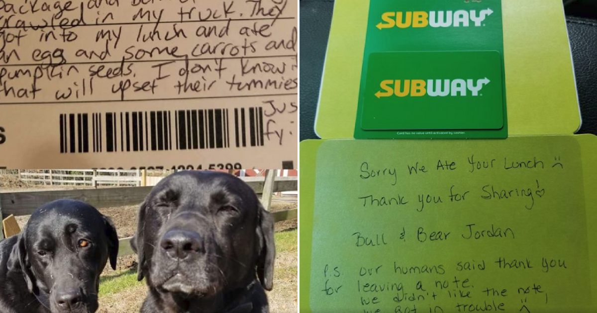 Dogs Ate USPS Driver's Lunch