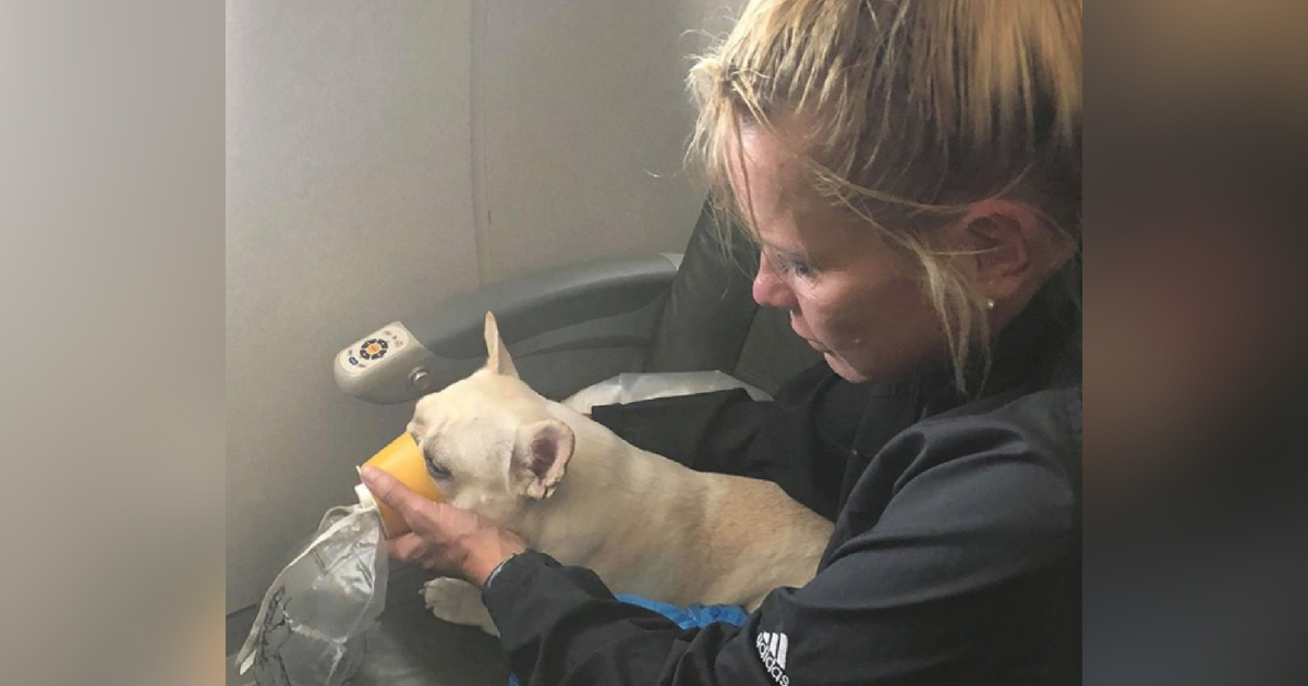Dog uses oxygen mask on flight