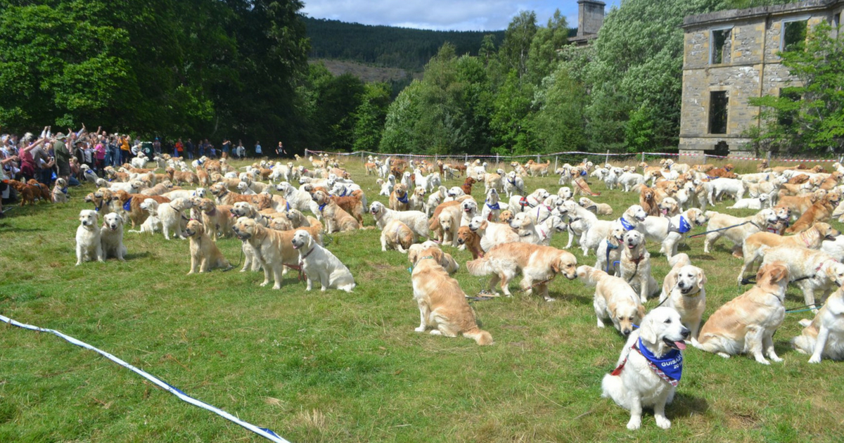 Golden retriever dogs in a very big group sitting in the grass