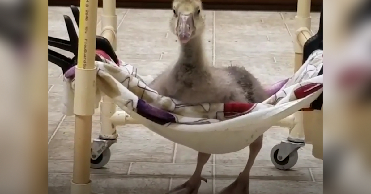 Goose learns to walk with wheelchair