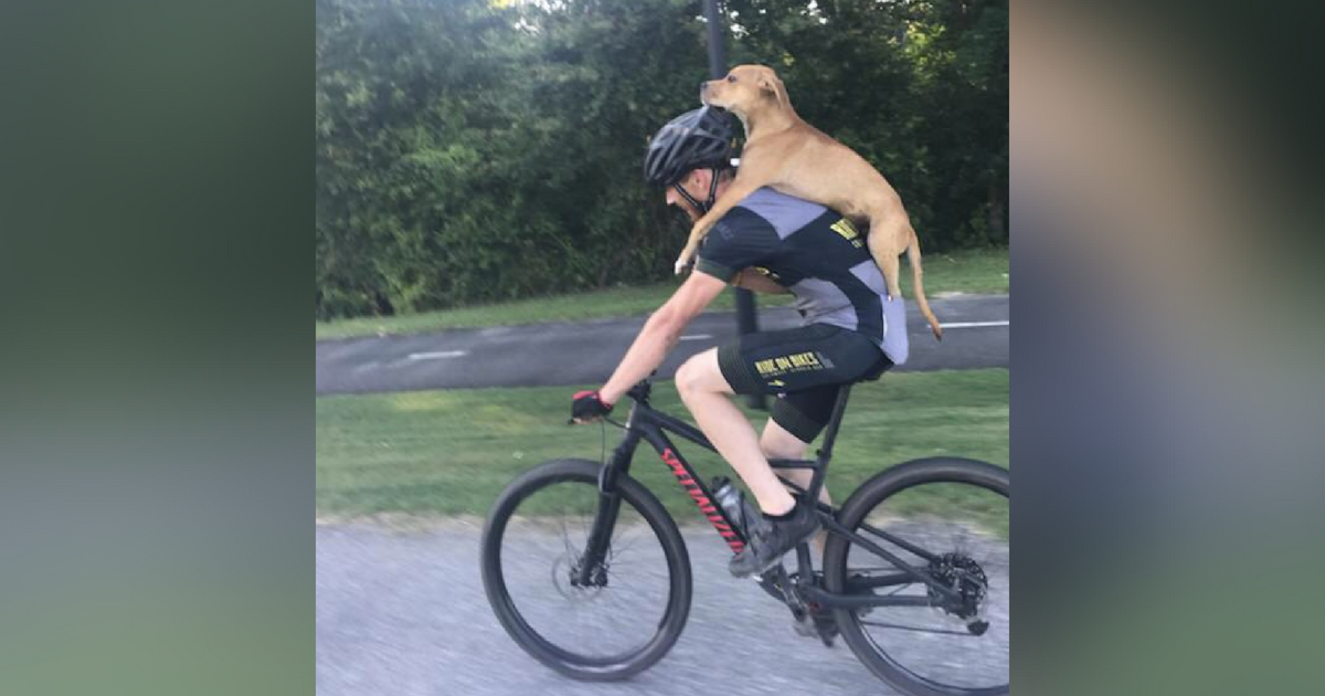 Cyclist carries dog on his back.