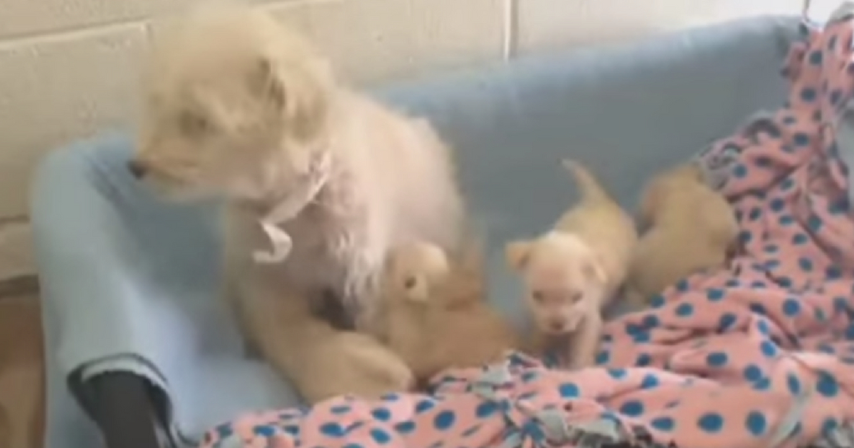 A Maltese and her five puppies were found abandoned outside of a rescue shelter.