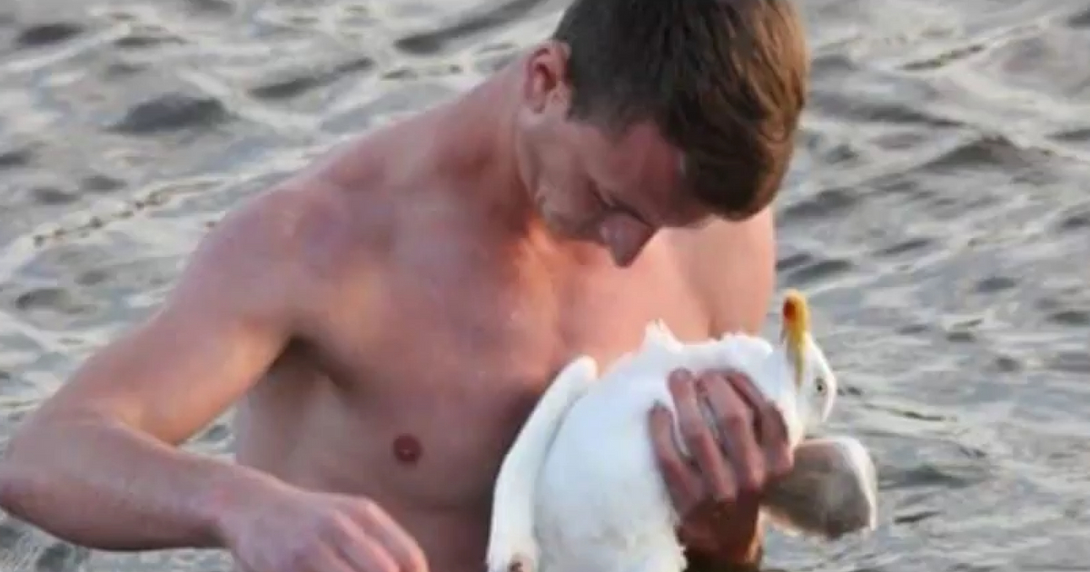 A man stripped down and decided to jump in the water to save a seagull.