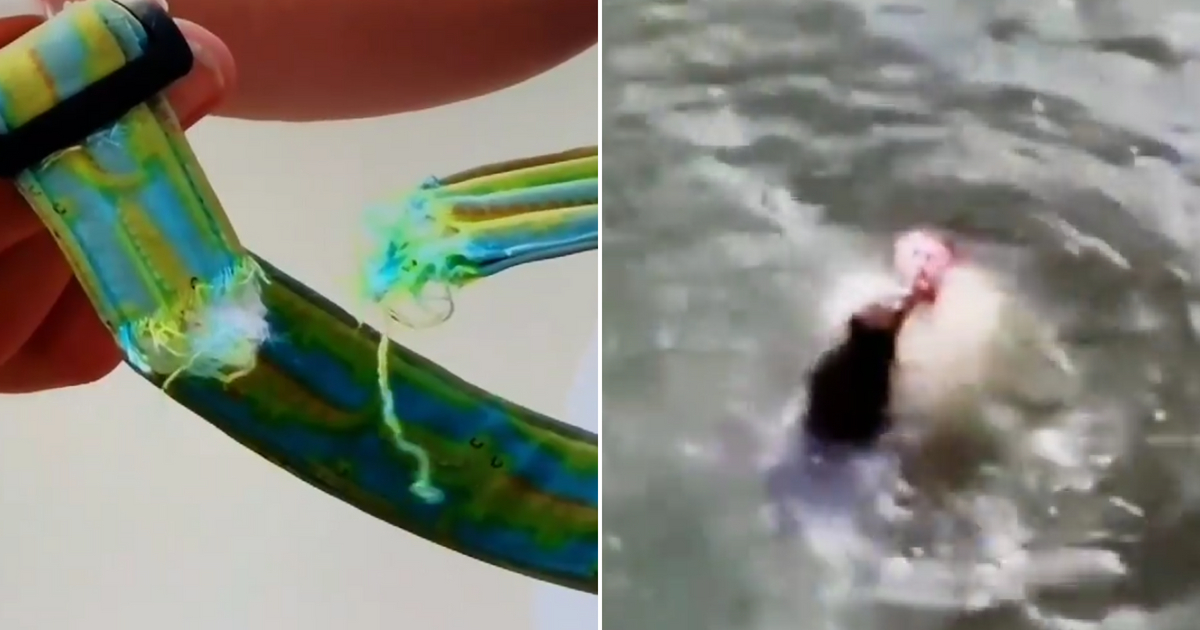 Man jumps off bridge to save dog