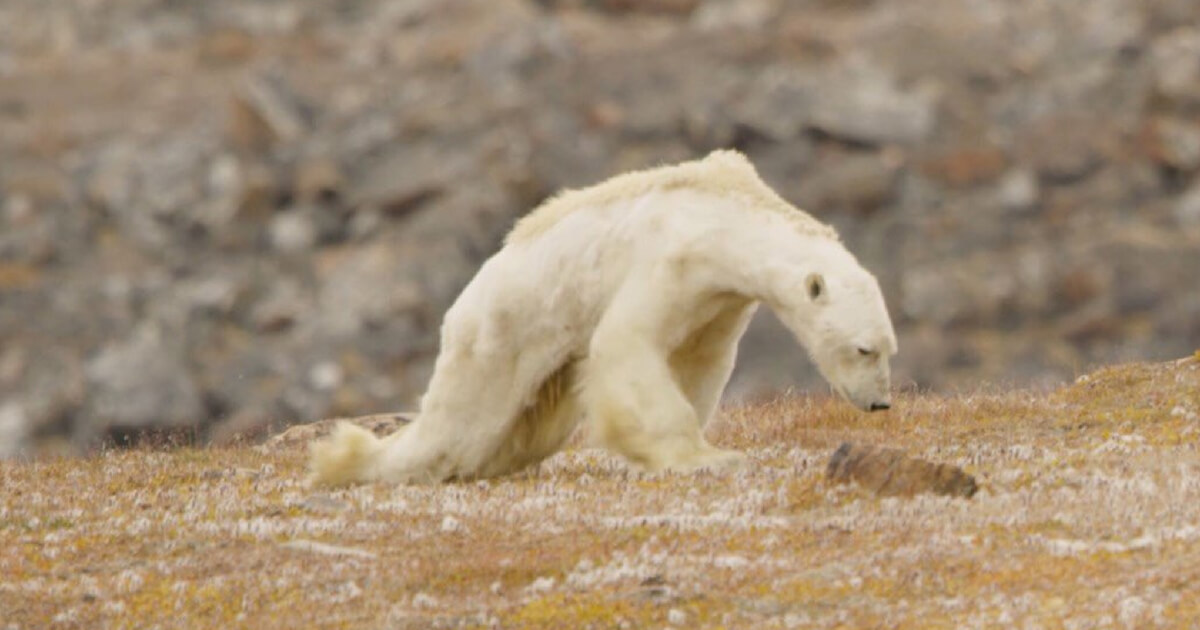 National Geographic admits the famous dying polar bear picture was not dying from climate change.