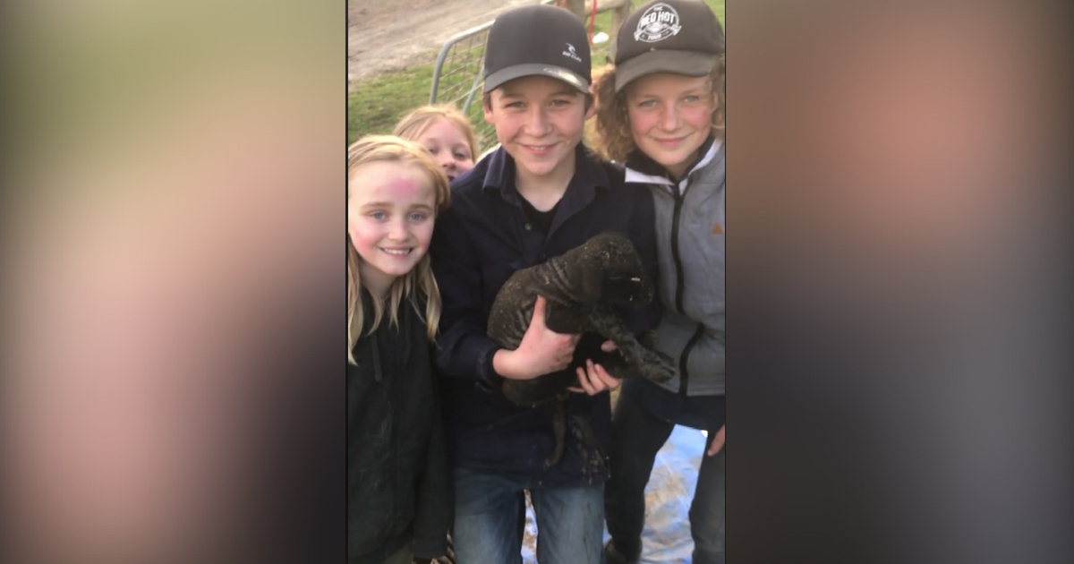A group of children help rescue a lamb from a pipe.