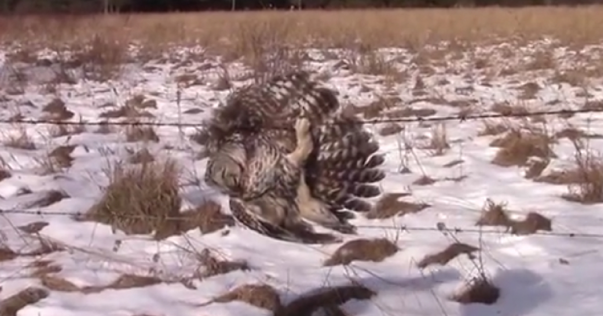 A man rescued an owl caught in a barbed wire fence by cutting him free.