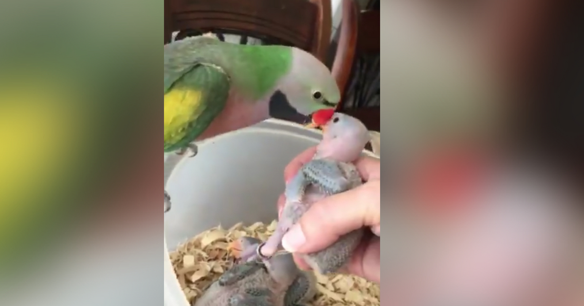 Bird talks to babies