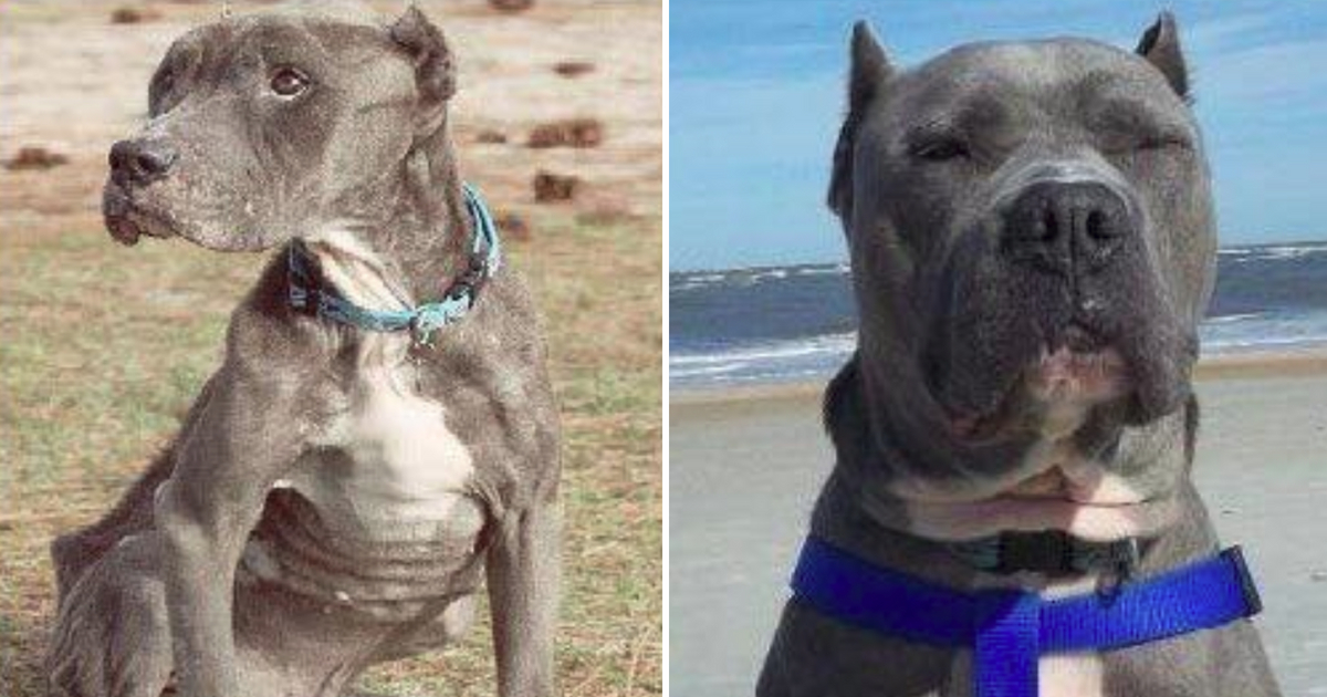 Pit Bull Rescue Before and After