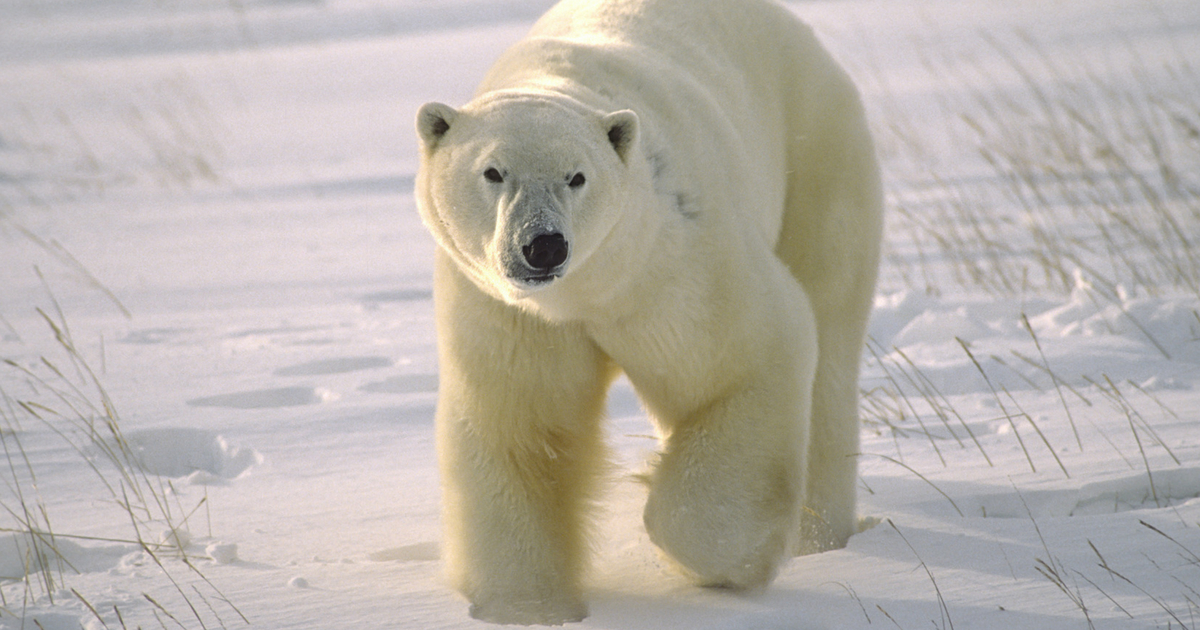 Polar bear walks on snow.