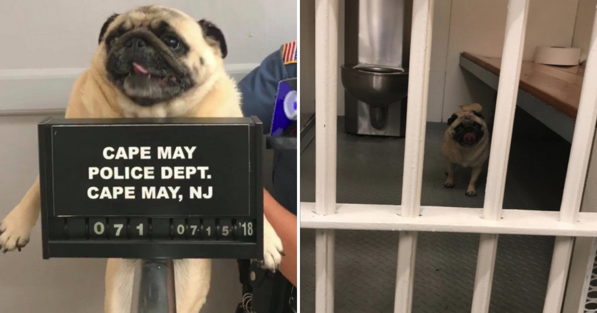 Pug in jail