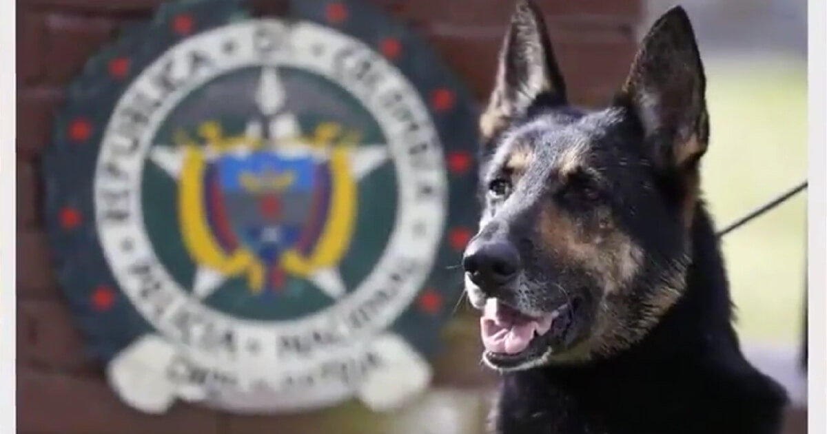 Sombra is a famous drug-sniffing dog in Colombia and is being targeted by the drug cartel because of her impressive ability to sniff out drugs.