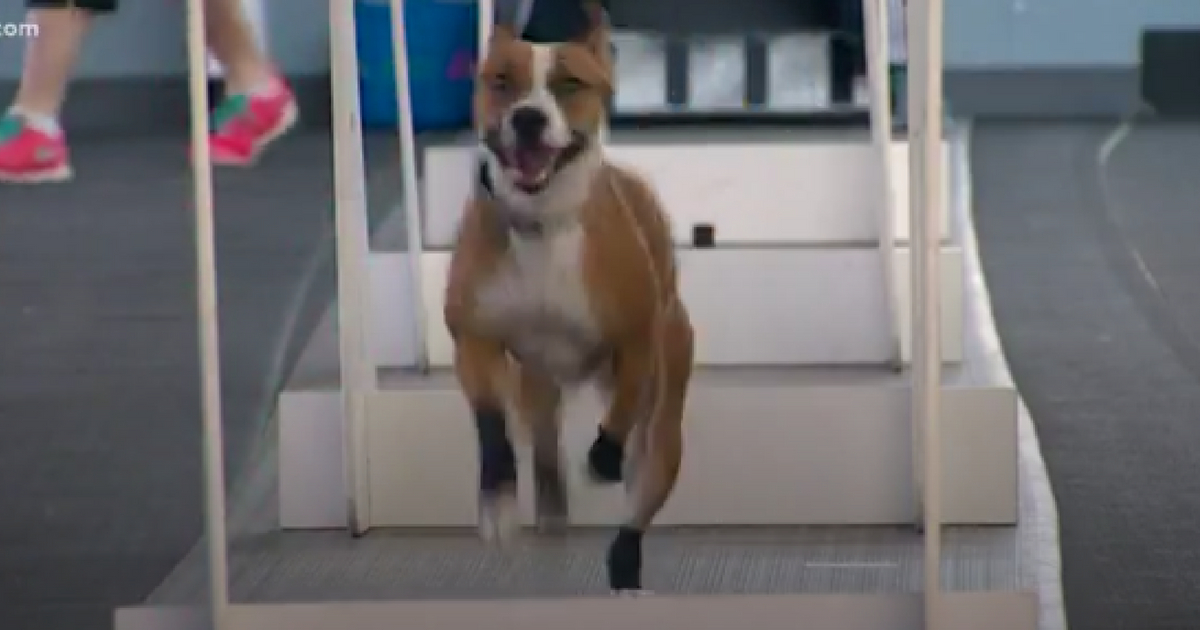 Stitch was a rescued dog who became a world champion.