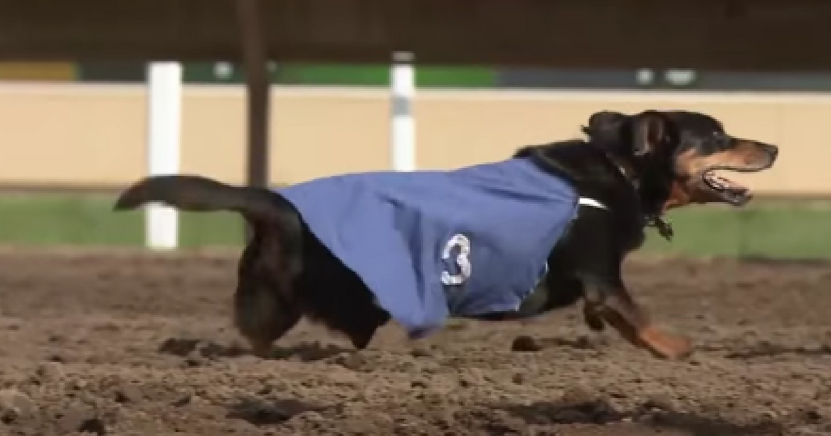 A three-legged dachshund took the gold in a race.