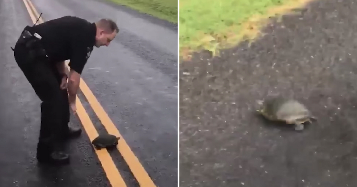 Turtle running away from a cop