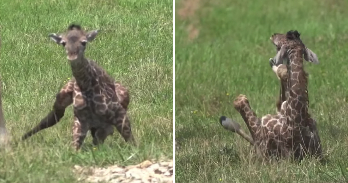 A newborn giraffe struggles to take its first steps.