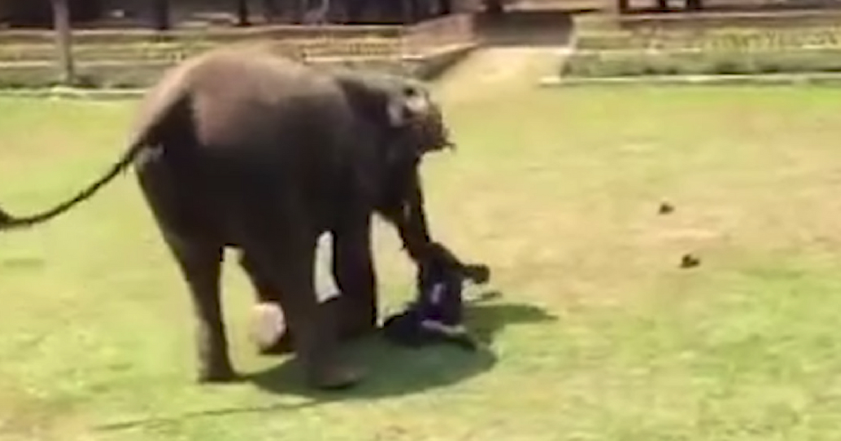 Elephant protects its handler.