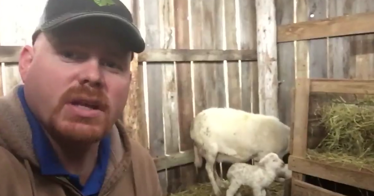 A farmer talks in front of a mom and baby lamb.