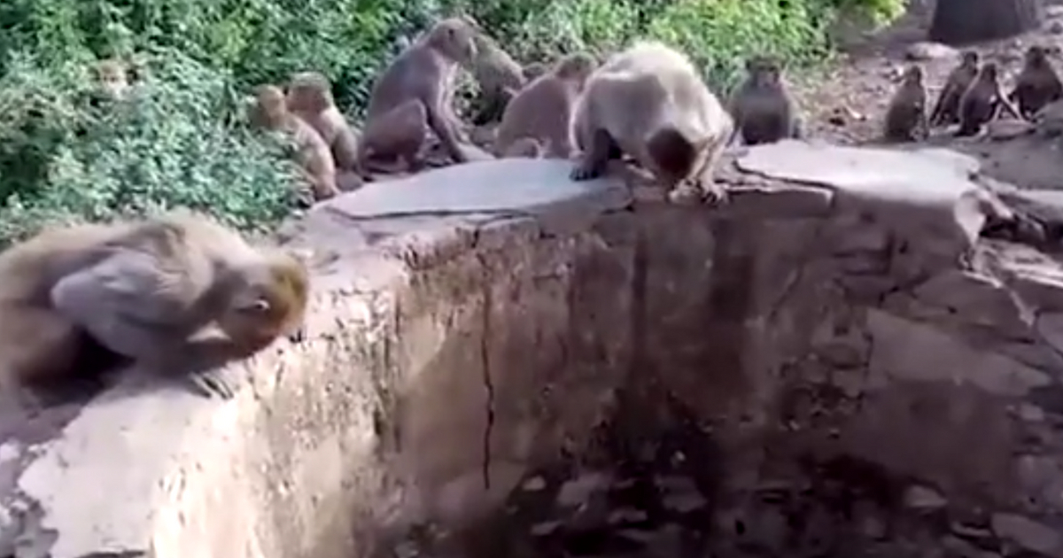 Monkeys sitting around a well