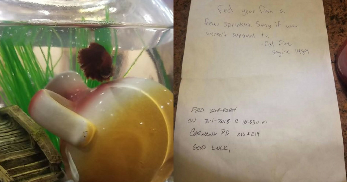 After a family fled from their home in California from a wildfire, they came home to find a note from authorities that they fed their fish.