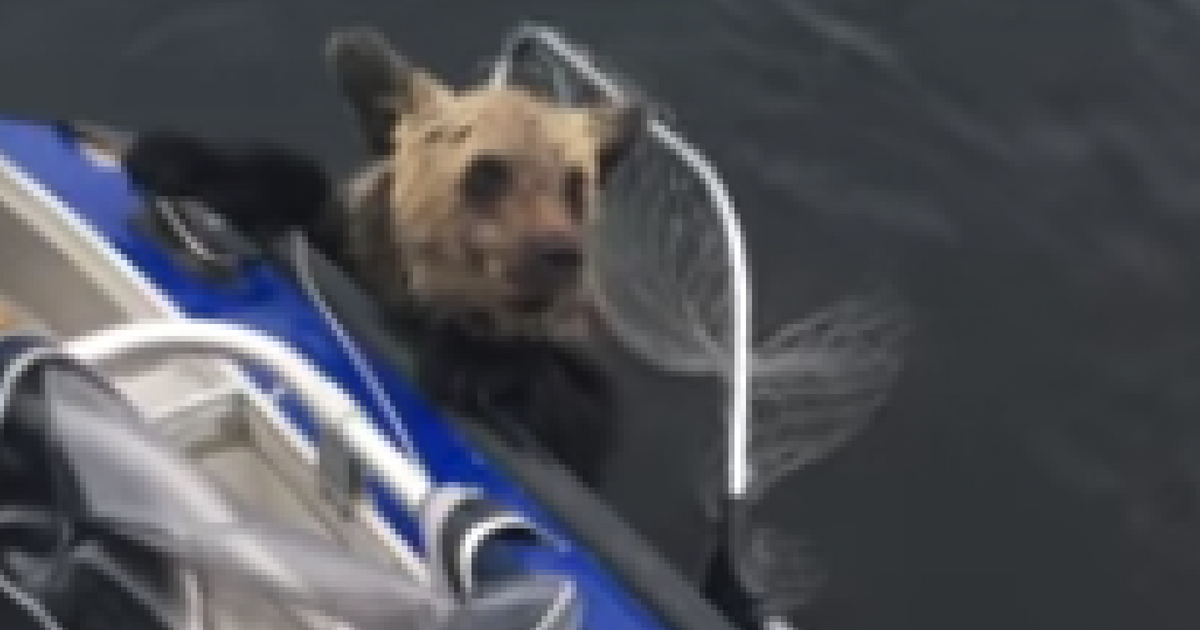 Bear Rescued on Boat