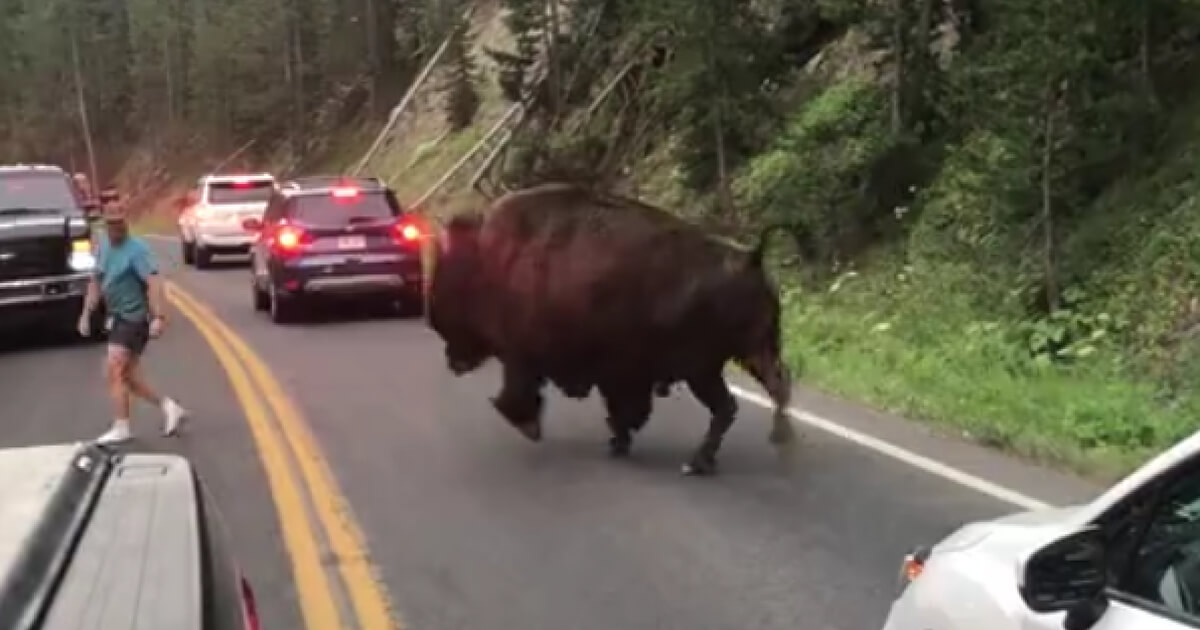 Bison charges man who was taunting him