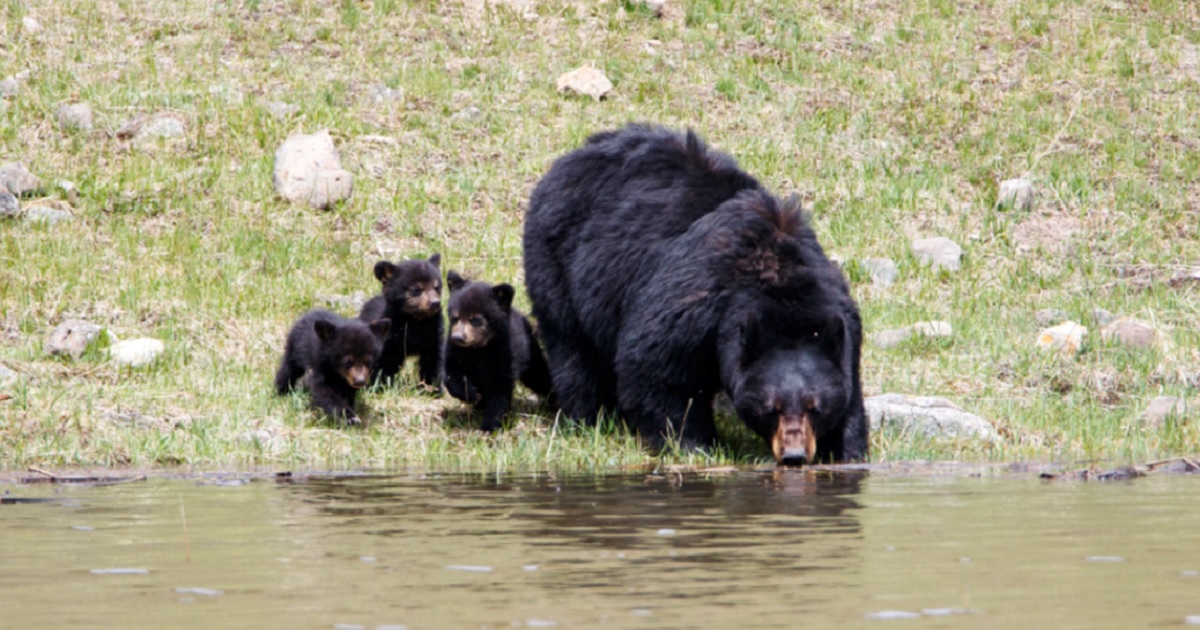 Bear with three cubs by riverside.