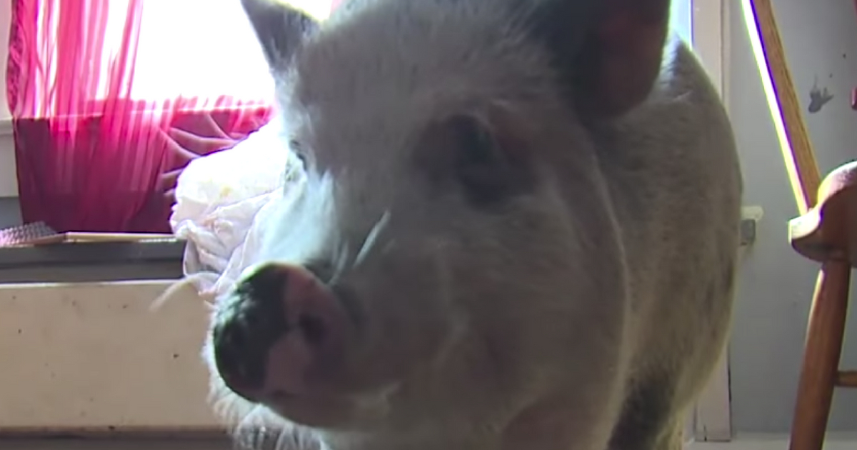 A pet pig scared away men who were trying to rob a house.