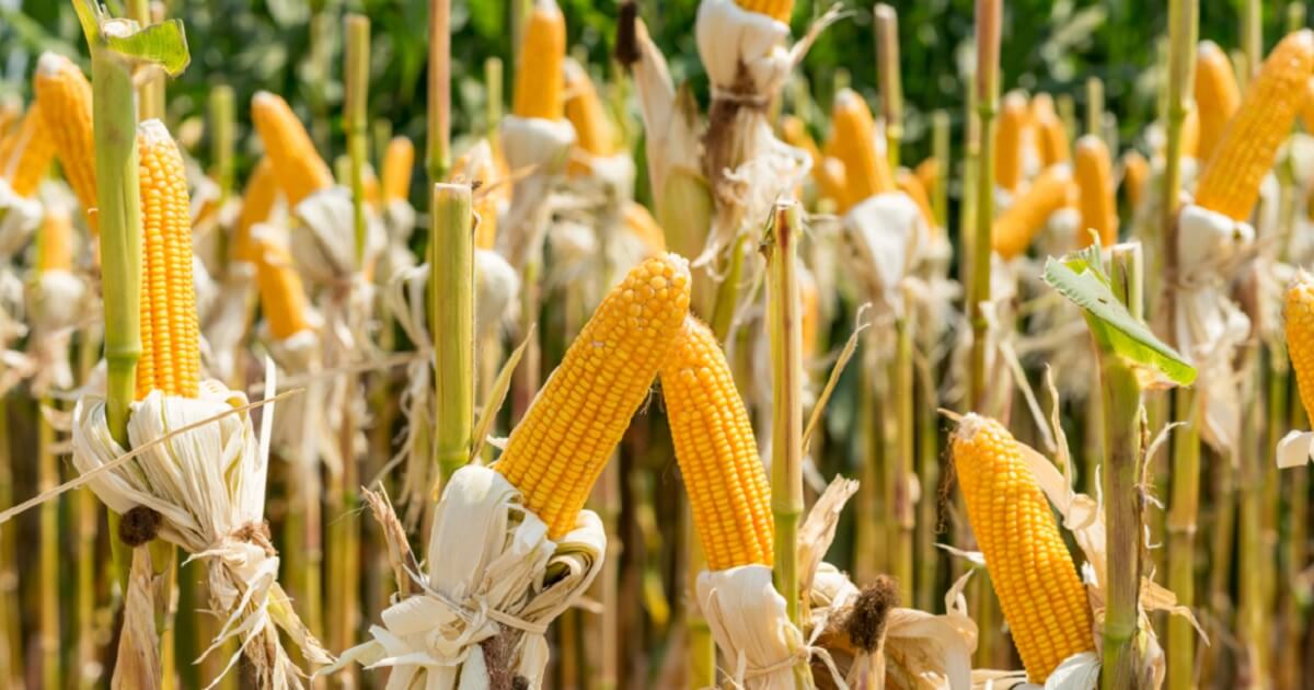 Corn stalks in the field.