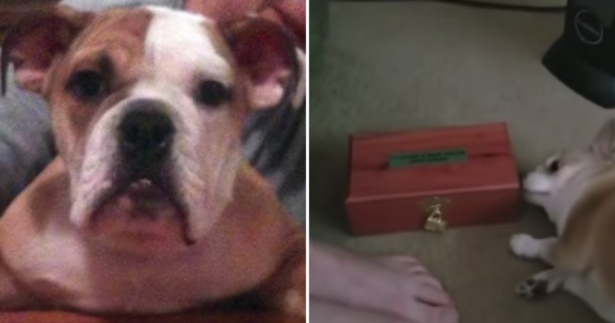 Chihuahua recognizes ashes of best friend