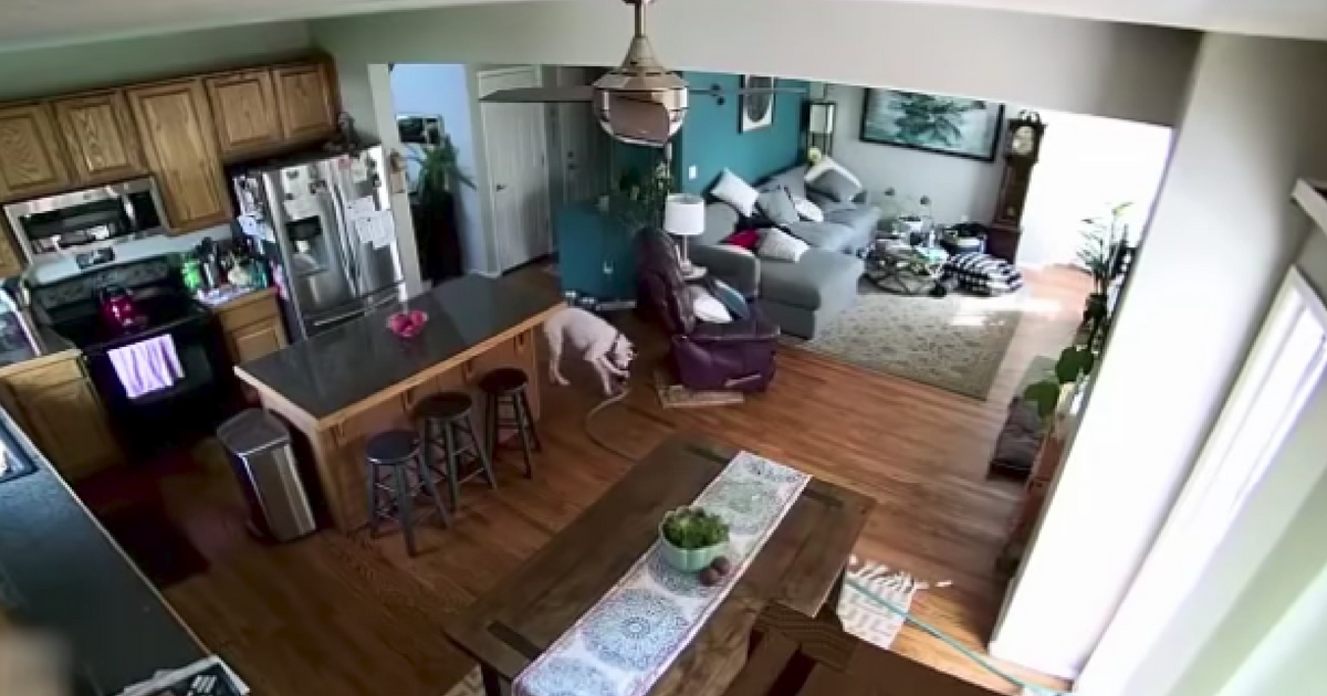 Dog Soaks House with Hose