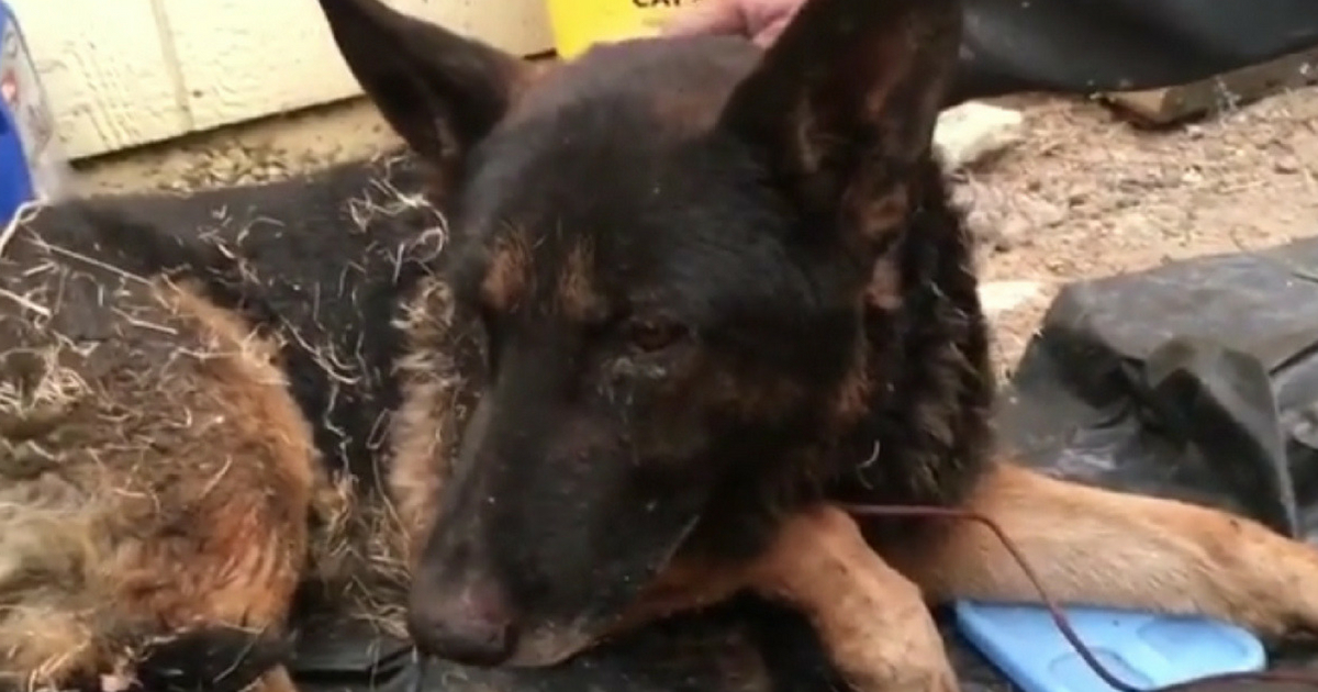 A dog was found after a California wildfire, and kindhearted people rescued him.