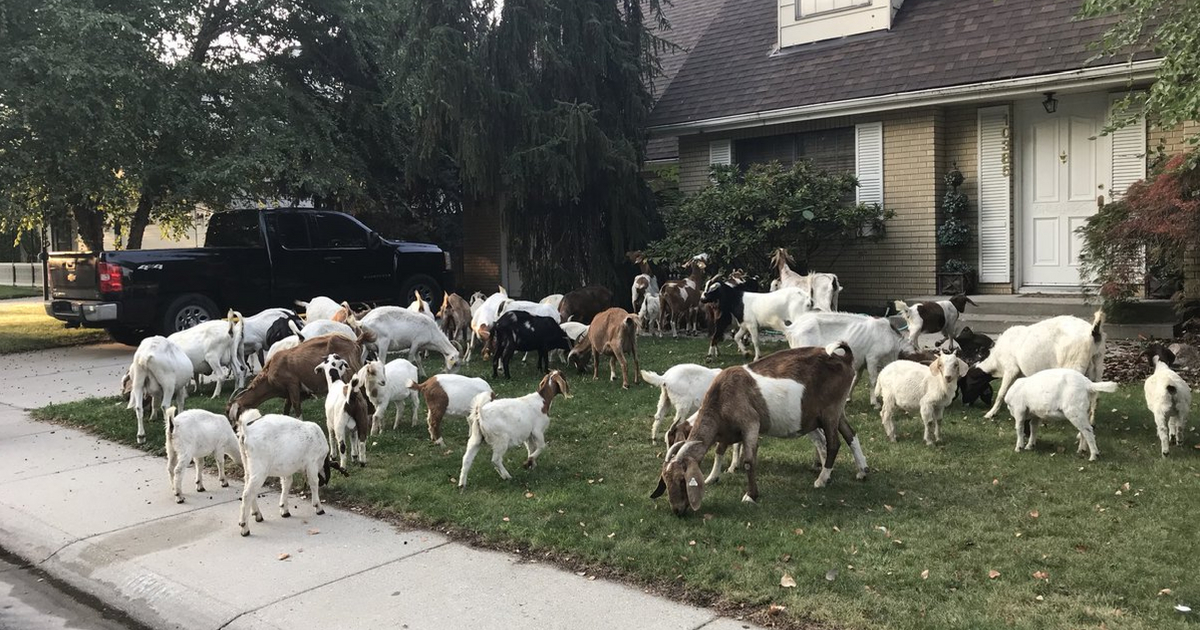 Goats on a lawn.