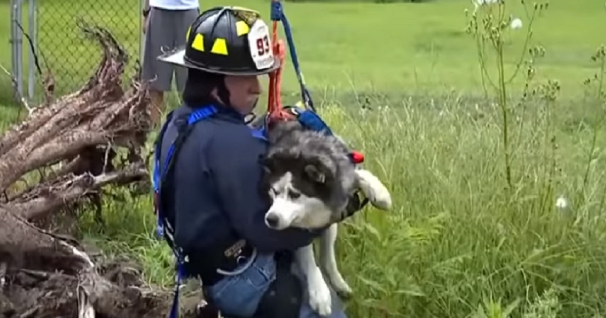 Firefighter in harness holding a husky.