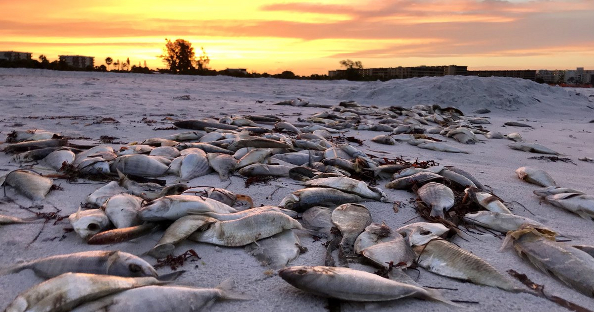Thousands of fish washed up dead on Siesta Key beach.